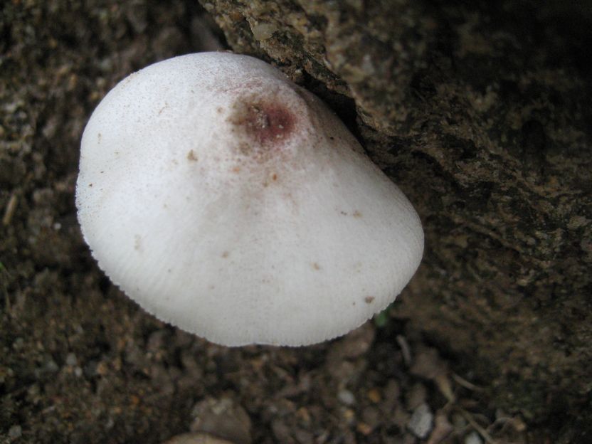 Leucoagaricus sp. 白環蘑屬