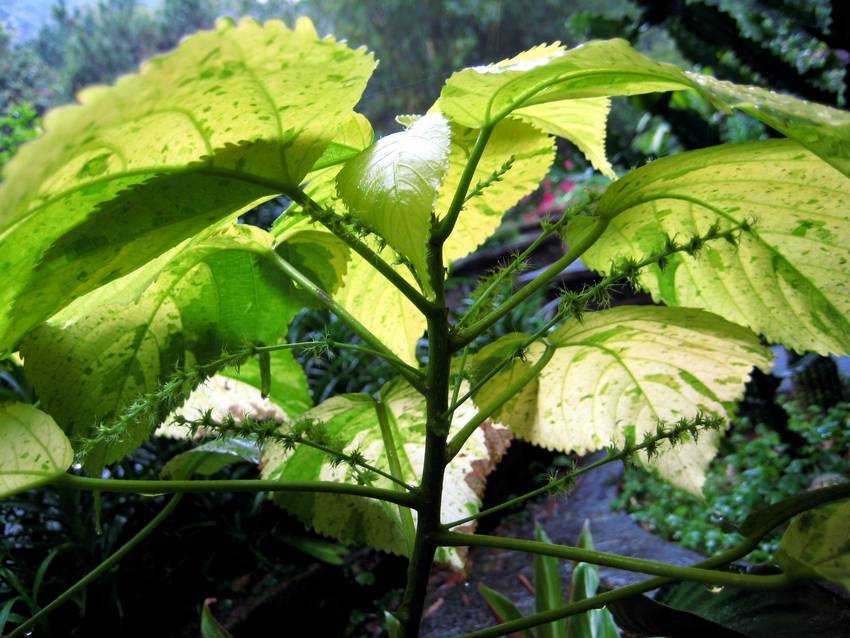 Acalypha wilkesiana 'Java white' KA