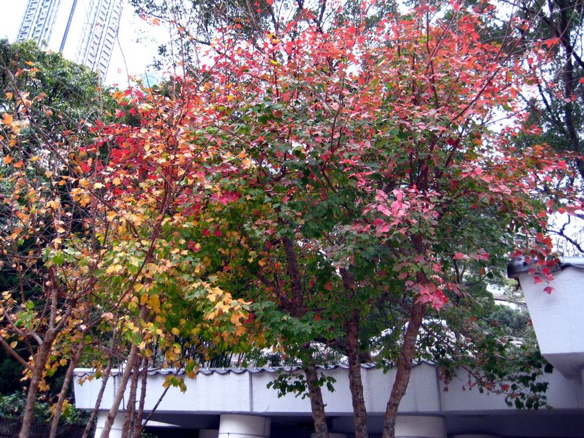 Acer buergerianum 三角槭
