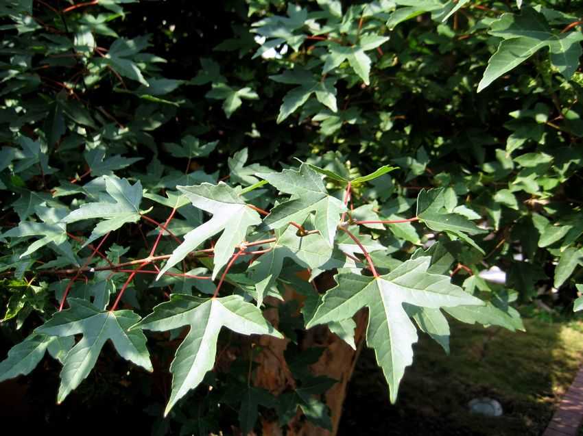 Acer truncatum 元寶槭
