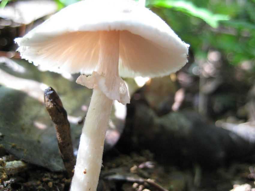 Agaricus sp. 綿絮蘑菇