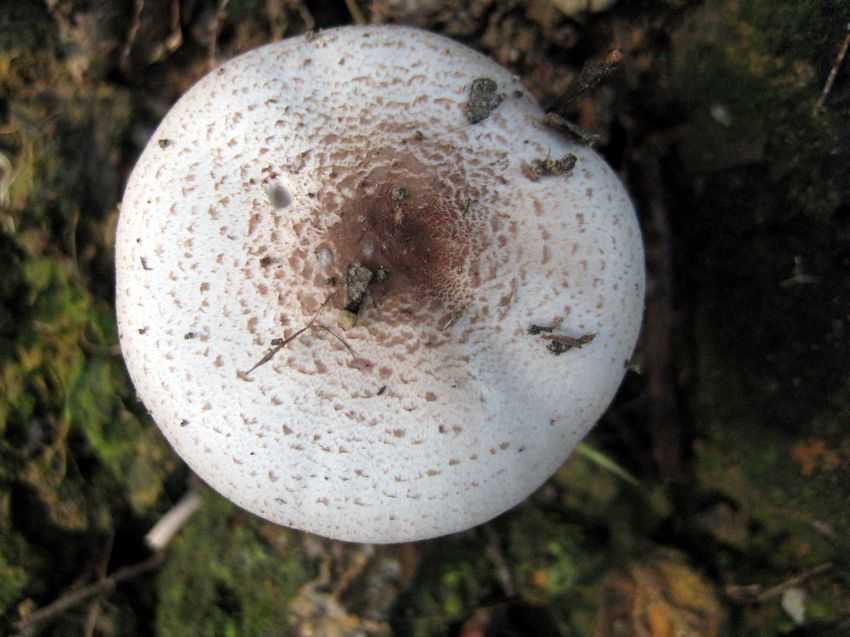 Agaricus sp. 球基蘑菇