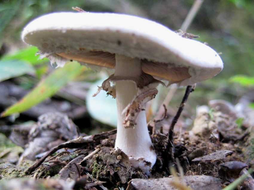 Agaricus sp. 球基蘑菇