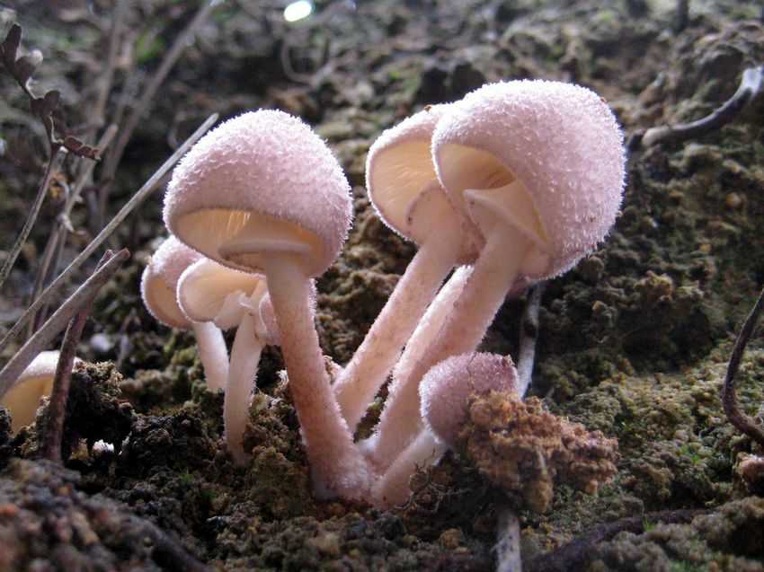 Agaricus sp. 紫鱗蘑菇