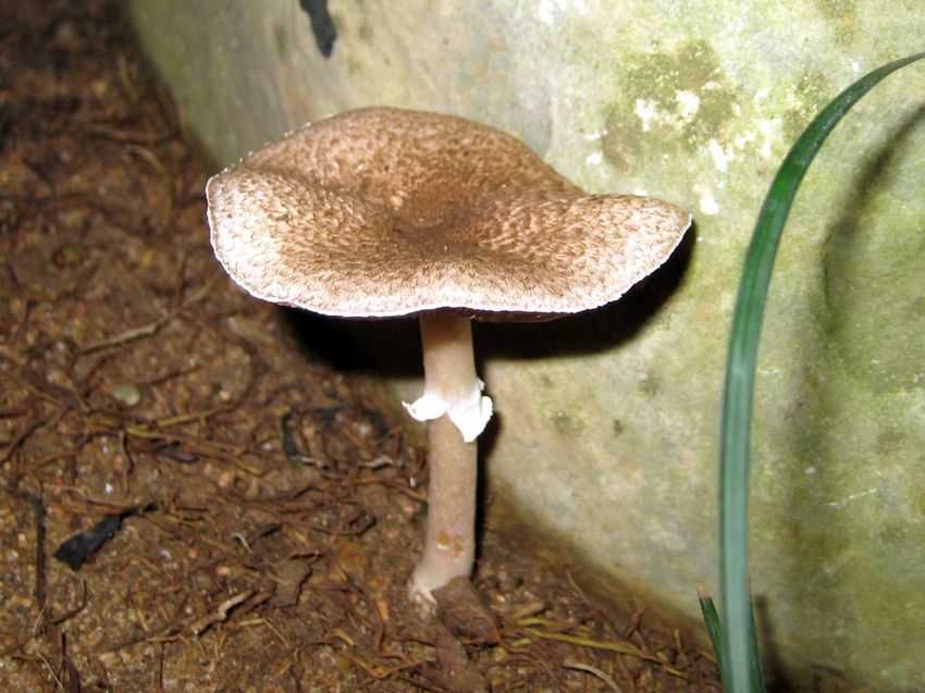 Agaricus subrutilescens 紫紅蘑菇