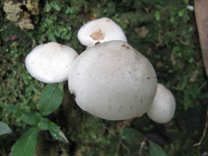 Agaricus comtulus 小白蘑菇