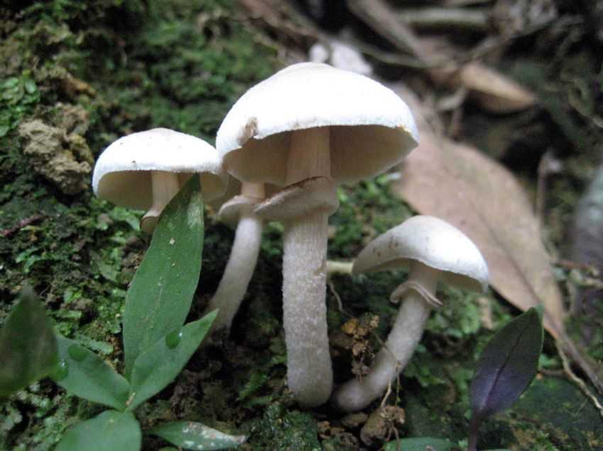Agaricus comtulus 小白蘑菇