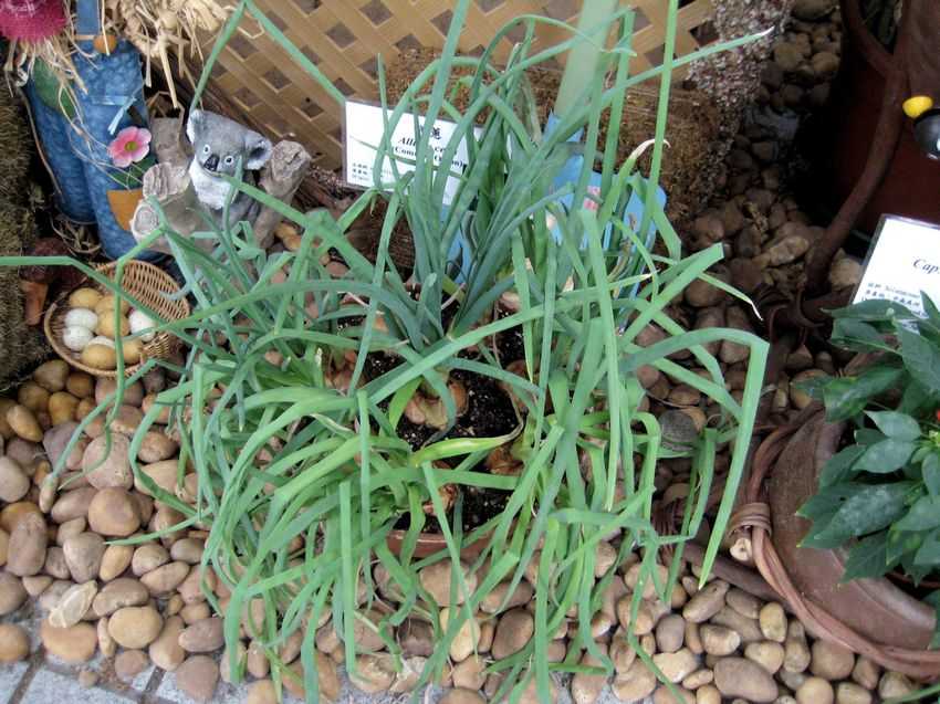 Allium cepa v