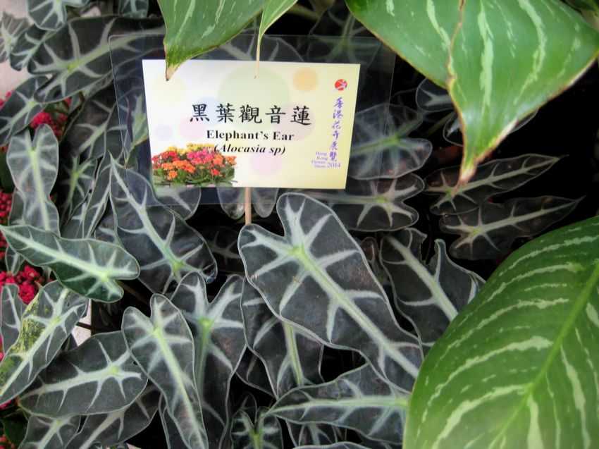 Alocasia amazonica 黑葉觀音蓮