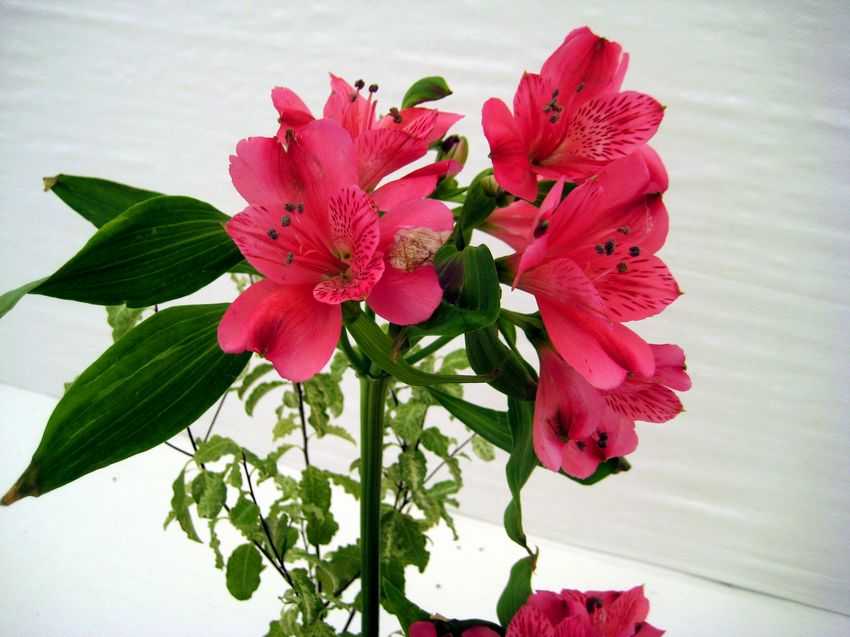 Alstroemeria hybrida 六出花