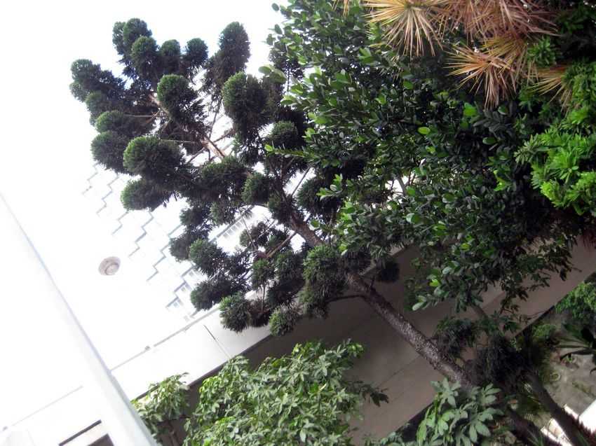 Araucaria cunninghamii 花旗杉