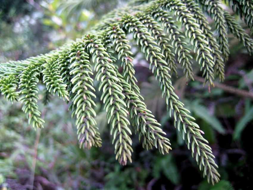 Araucaria heterophylla 南洋杉