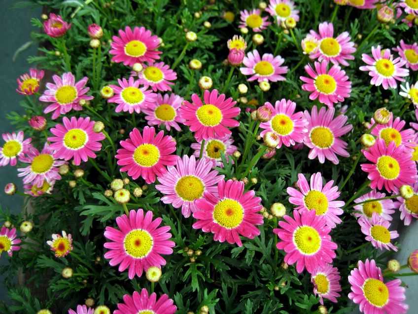 Argyranthemum frutescens Dark Pink 深粉木茼蒿