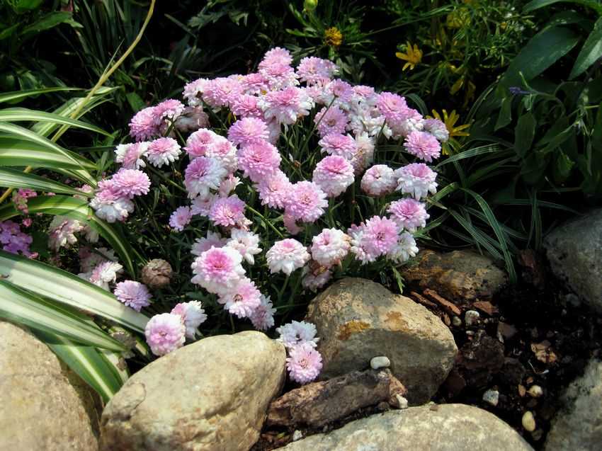 Argyranthemum frutescens double pink 重粉木茼蒿