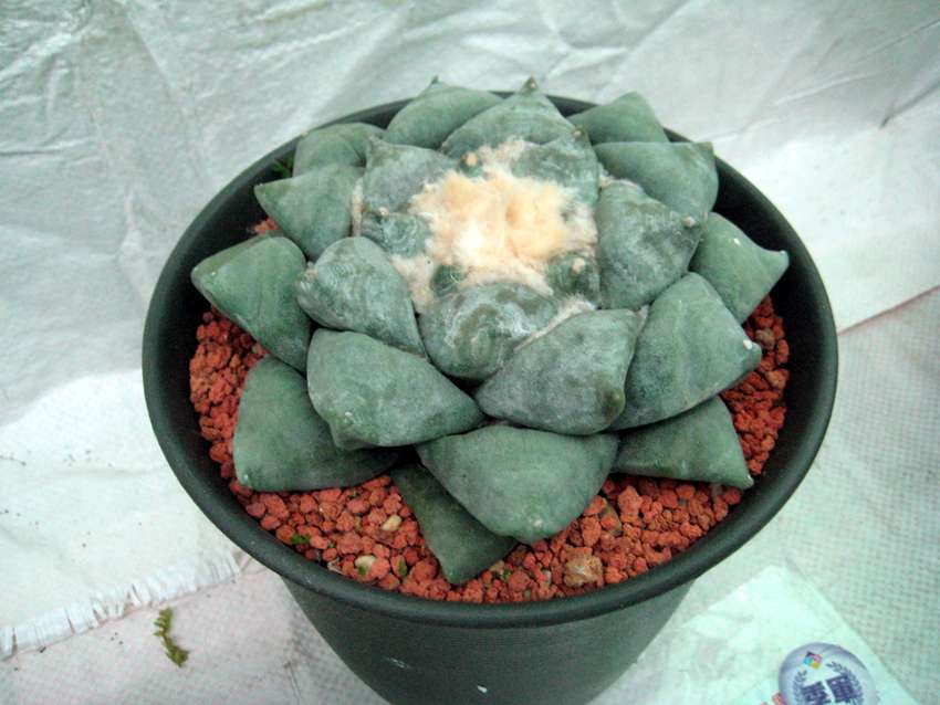 Ariocarpus retusus 岩牡丹
