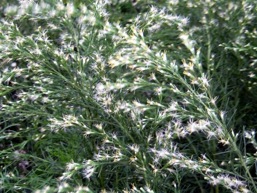 Artemisia abrotanum 苦艾