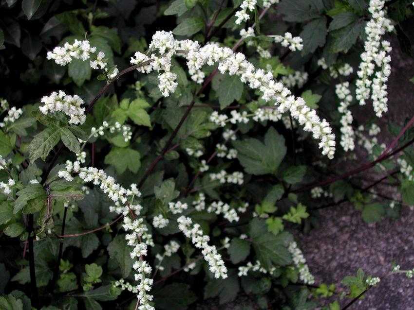 Artemisia lactiflora n}