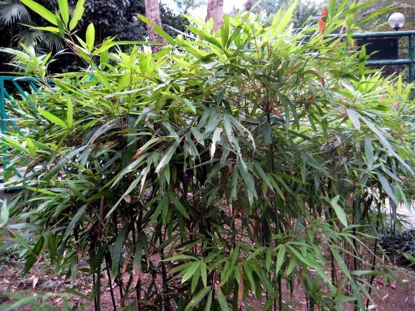 Arundinaria amabilis 茶稈竹