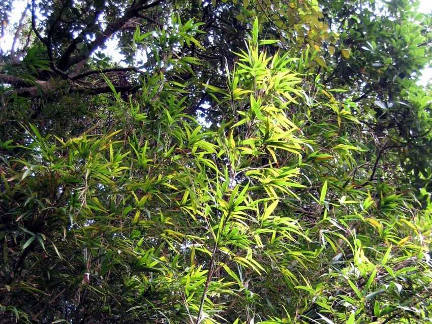 Arundinaria hindsii 篲竹