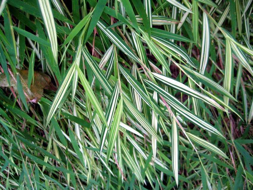 Arundinaria variegata 稚子竹