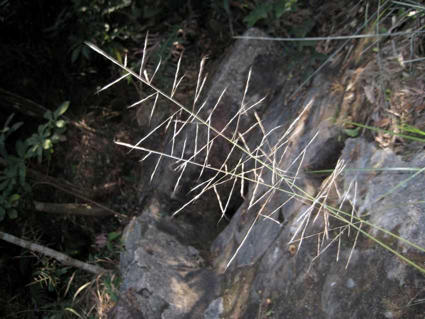 Arundinella sinensis 華野古草