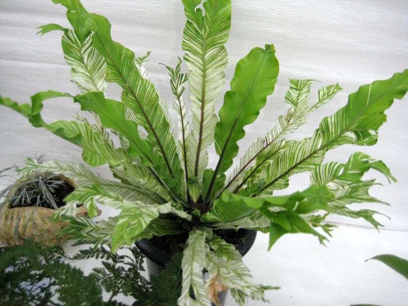 Asplenium nidus 'variegated' 花葉雀巢蕨