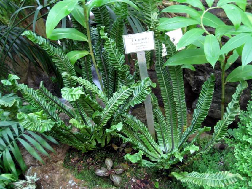 Asplenium nidus 'Plicatum' 皺葉雀巢蕨
