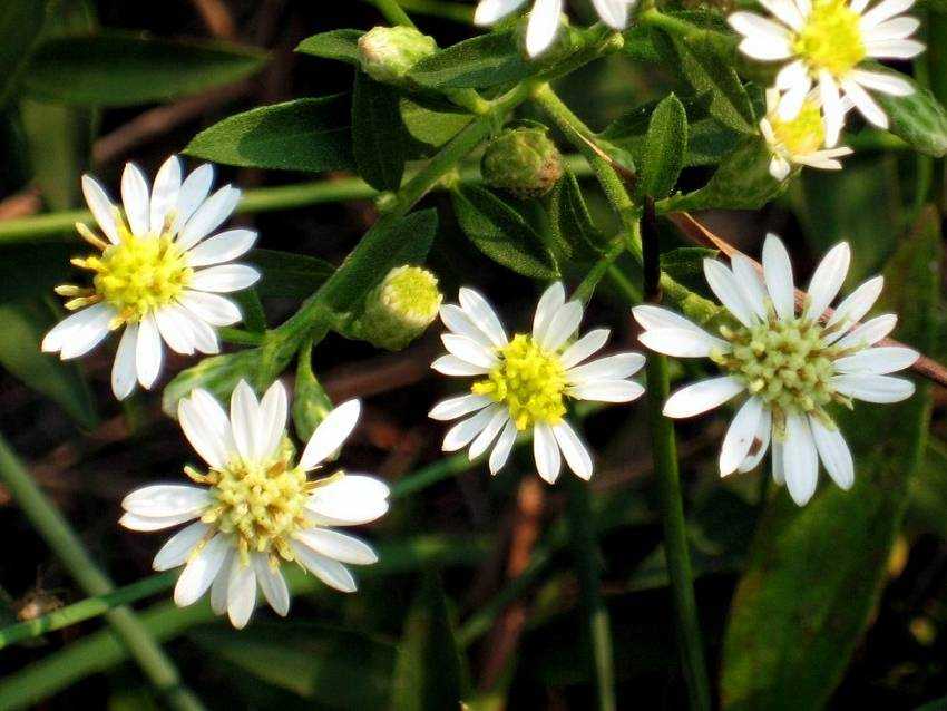 aster baccharoides 白舌紫菀