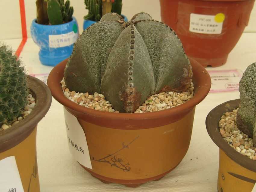 Astrophytum myriostigma 鸞鳳玉