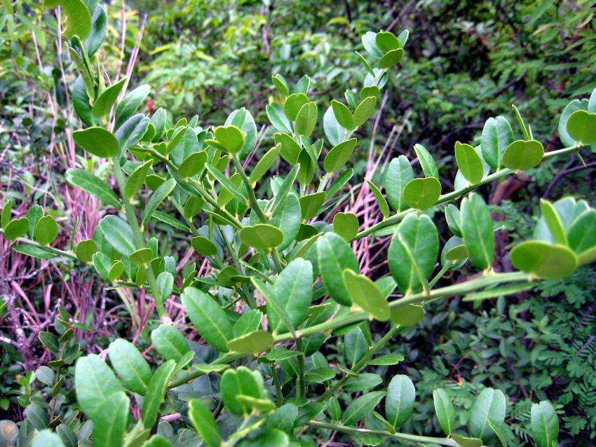 Atalantia buxifolia F