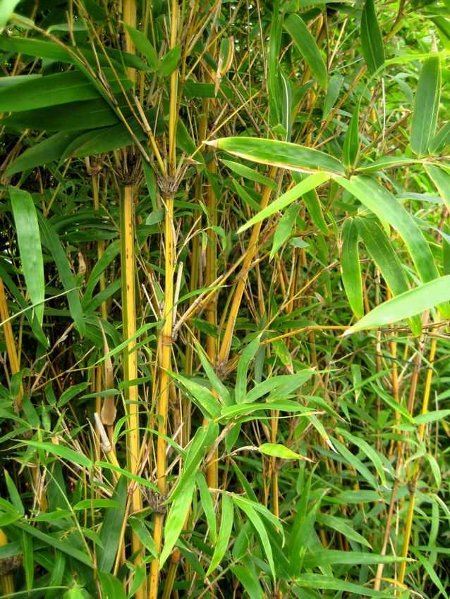 Bambusa multiplex Alphonse Karr 蘇枋竹