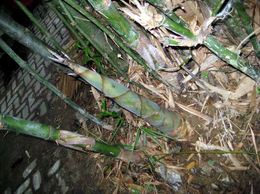 Bambusa balcooa 巴苦竹