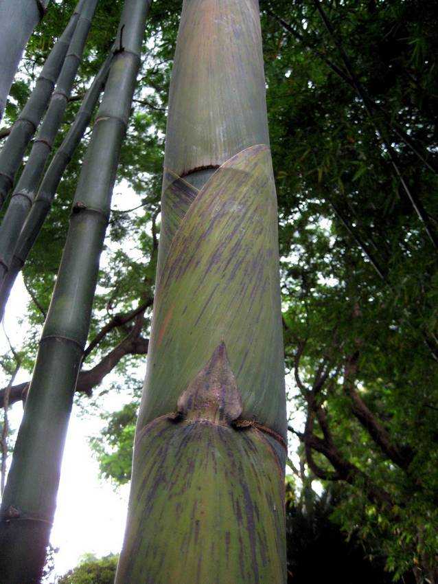 Bambusa beecheyana 吊絲球竹