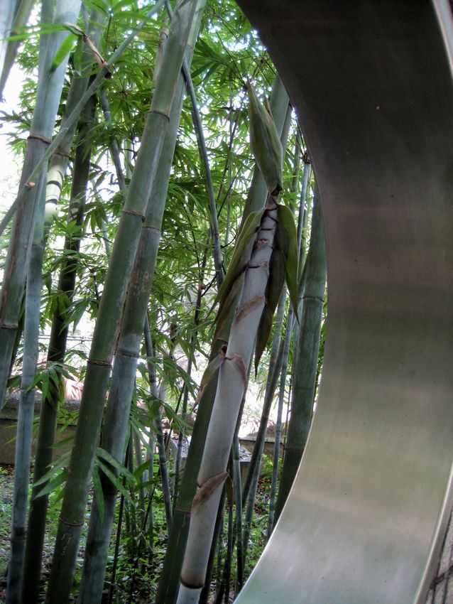 Bambusa chungii 粉單竹