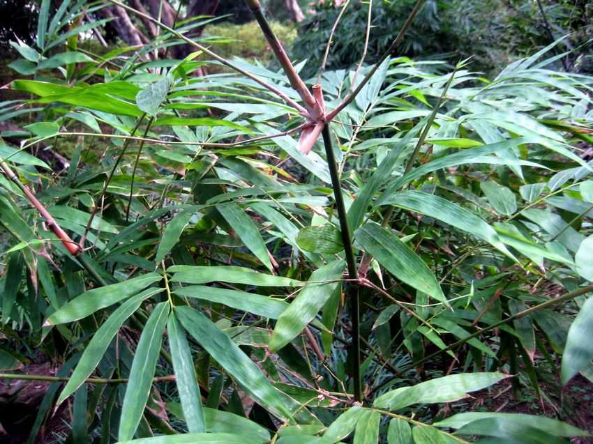 Bambusa dolichomerithalla 火廣竹
