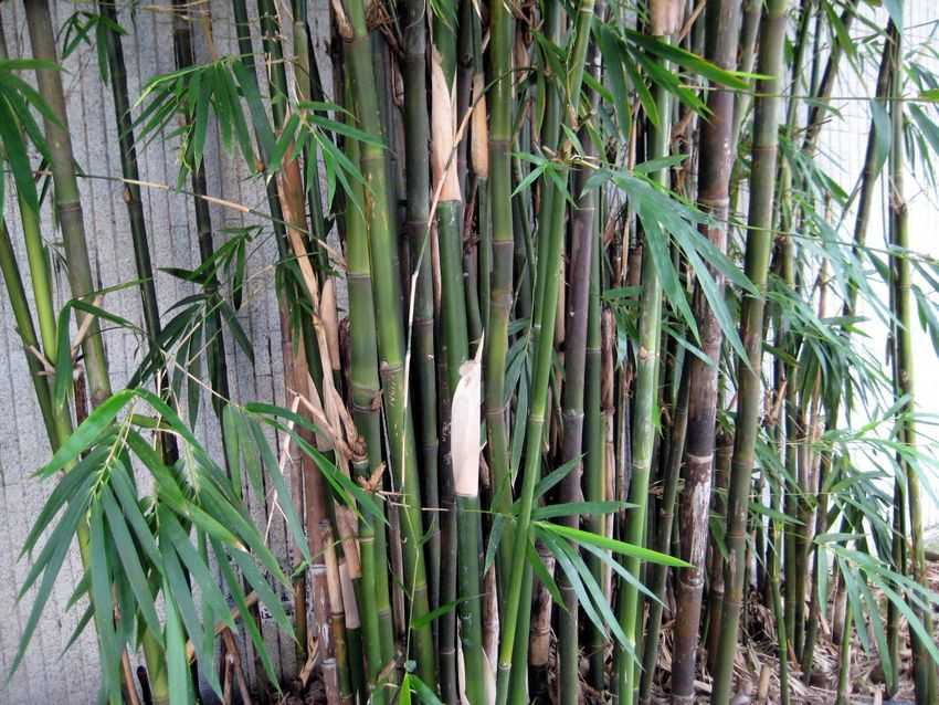 Bambusa eutuldoides 大眼竹