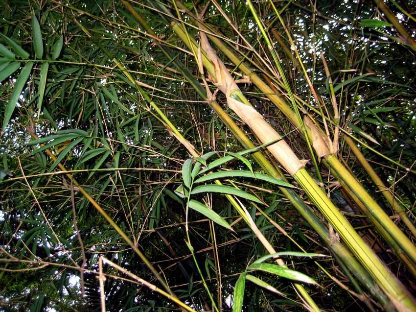 Bambusa dolichomerithalla 'Green-stripestem' 金絲火廣竹