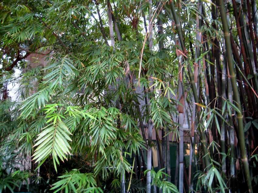 Bambusa textilis Kanapaha