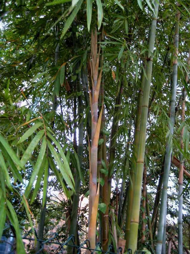 Bambusa textilis Kanapaha