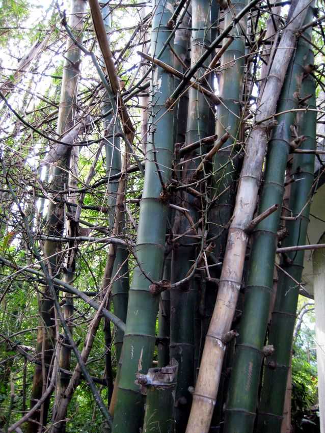 Bambusa lapidea oǦ