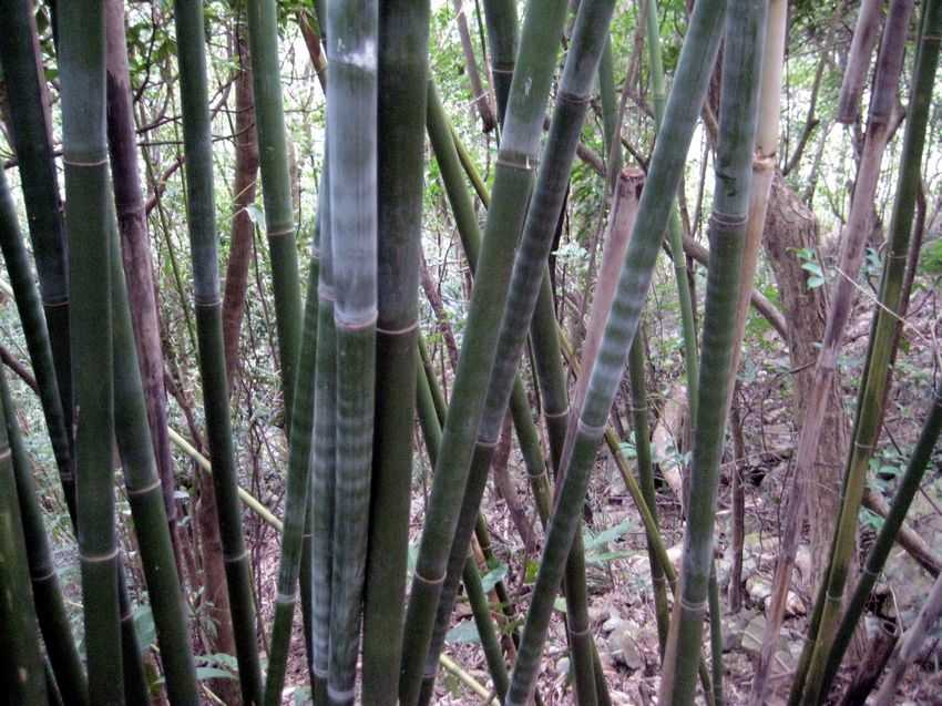 Bambusa multiplex 孝順竹
