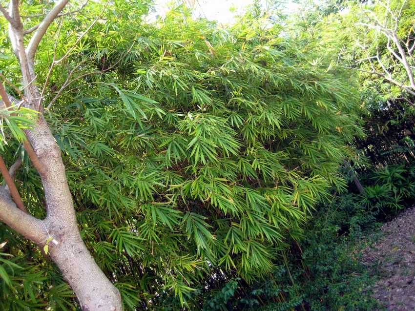 Bambusa textilis Mutabilis 黃竹仔