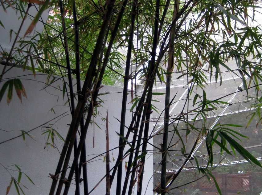 Bambusa pervariabilis 牚篙竹