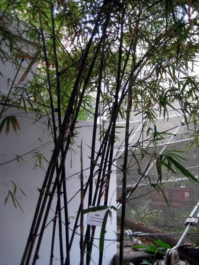 Bambusa pervariabilis 牚篙竹