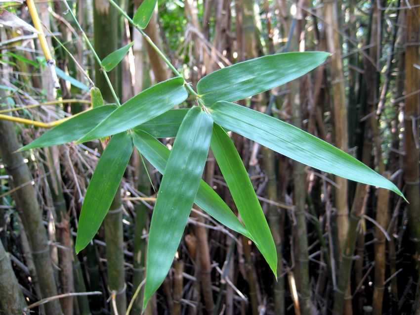 Bambusa ramispinosa(?) 泥黃竹(?)