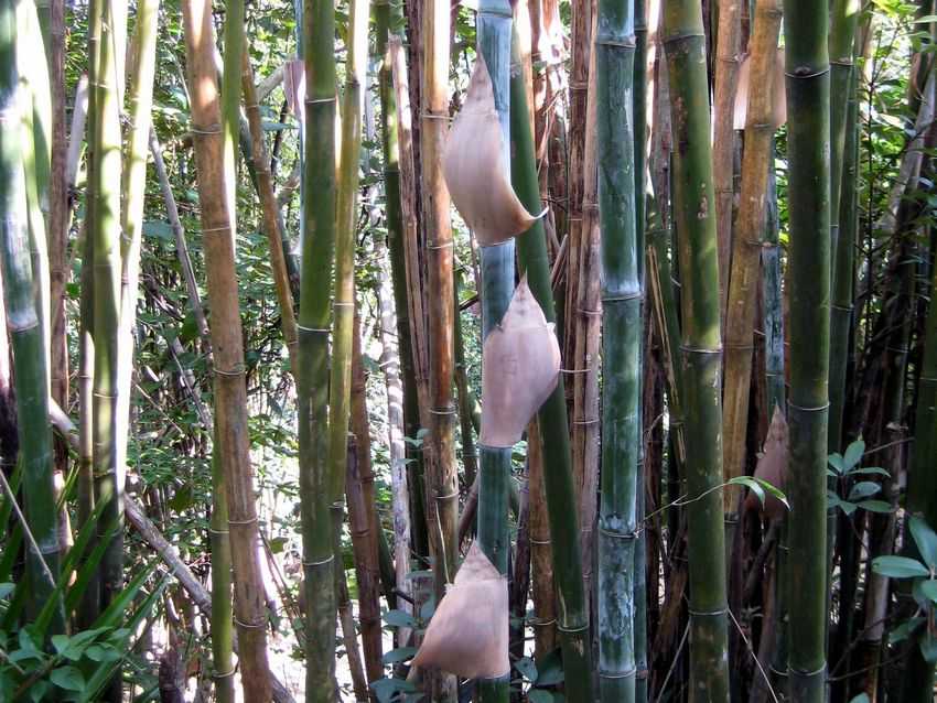 Bambusa ramispinosa(?) 泥黃竹(?)