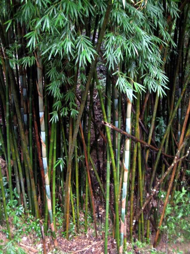 Bambusa textilis 青皮竹