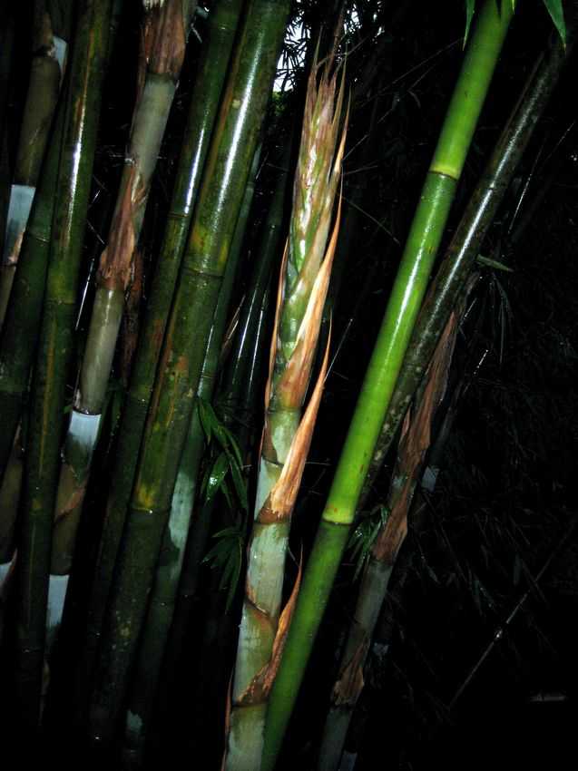 Bambusa textilis 青皮竹