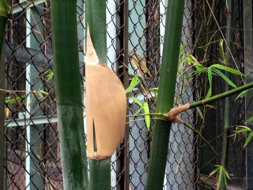 Bambusa textilis v glabra 光稈青皮竹
