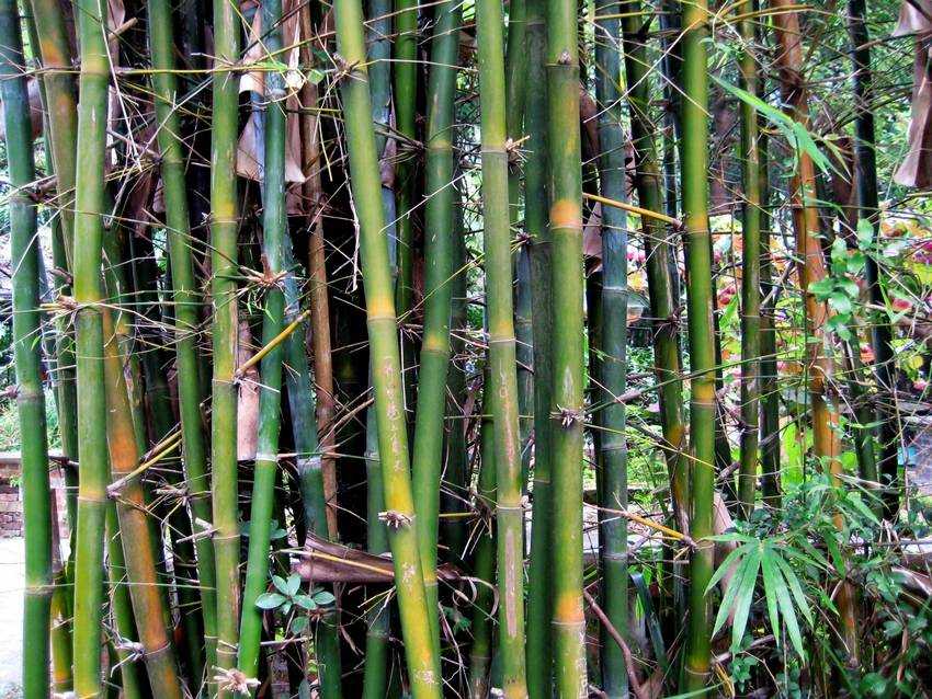 Bambusa tuldoides ܦ